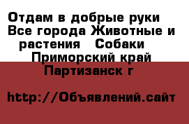 Отдам в добрые руки  - Все города Животные и растения » Собаки   . Приморский край,Партизанск г.